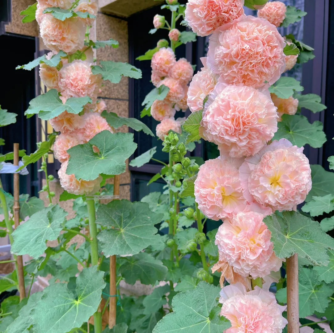 Double Hollyhock Seeds