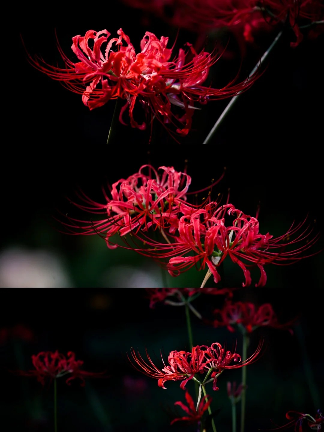 Higanbana Spider Lily Equinox Flower Bulbs