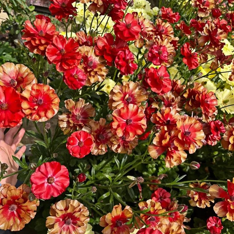 Multicolor Butterfly Ranunculus Seeds