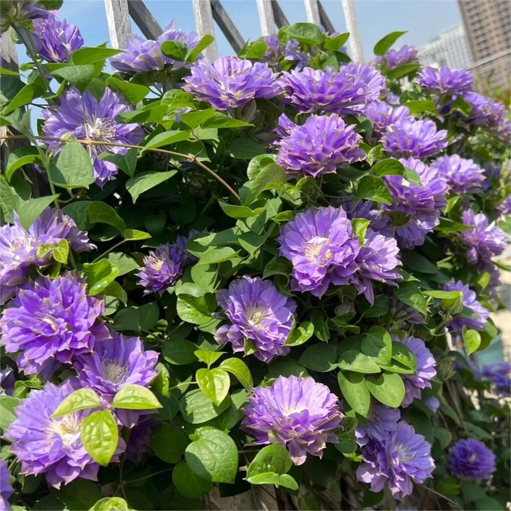 🌸Queen of Vines - Climbing Clematis Seeds