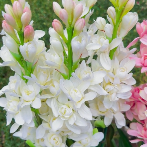 Tuberose