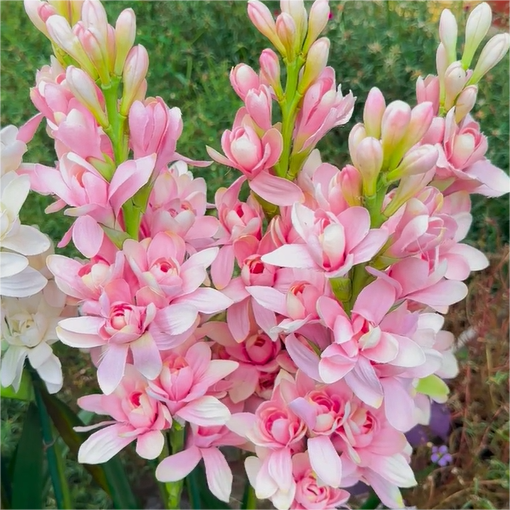 Tuberose