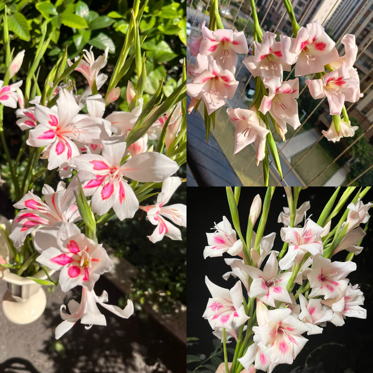 Cat's Claw Gladiolus🐱