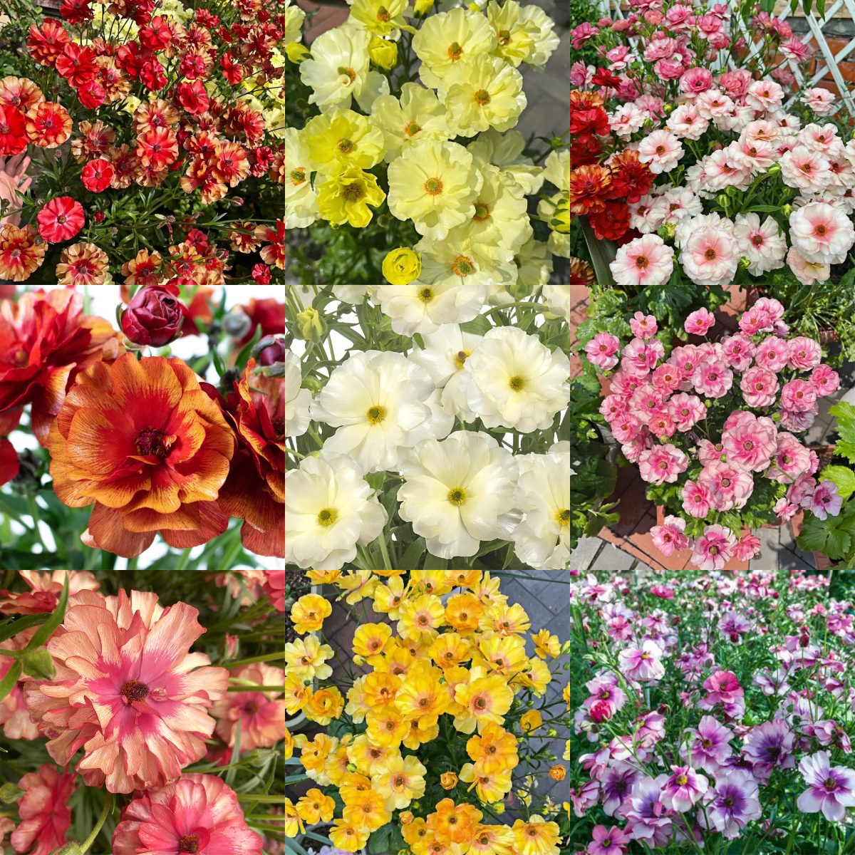 Multicolor Butterfly Ranunculus Seeds