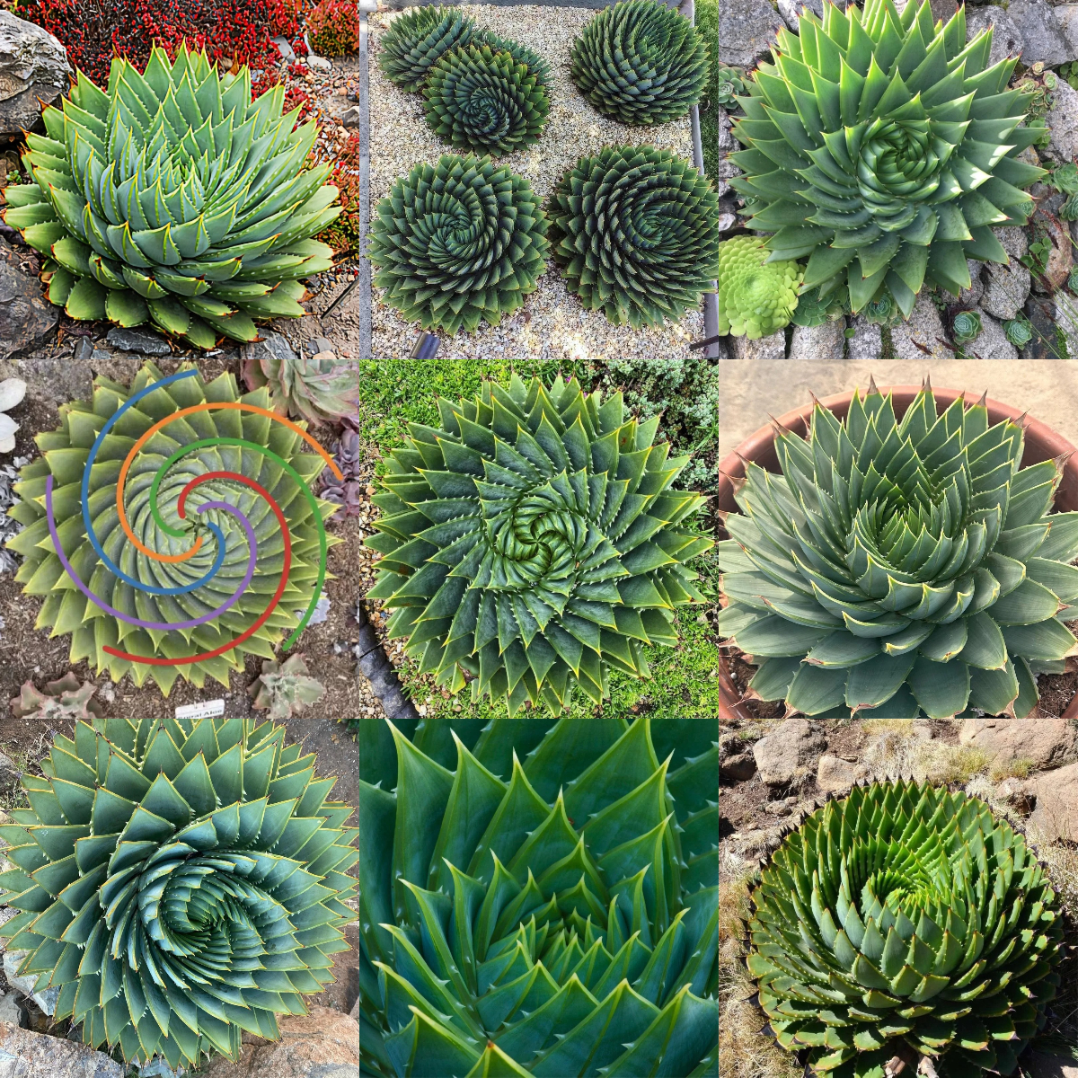 Spiral Aloe Drought Tolerant Edible