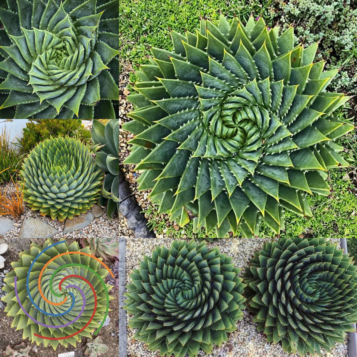 Spiral Aloe Drought Tolerant Edible