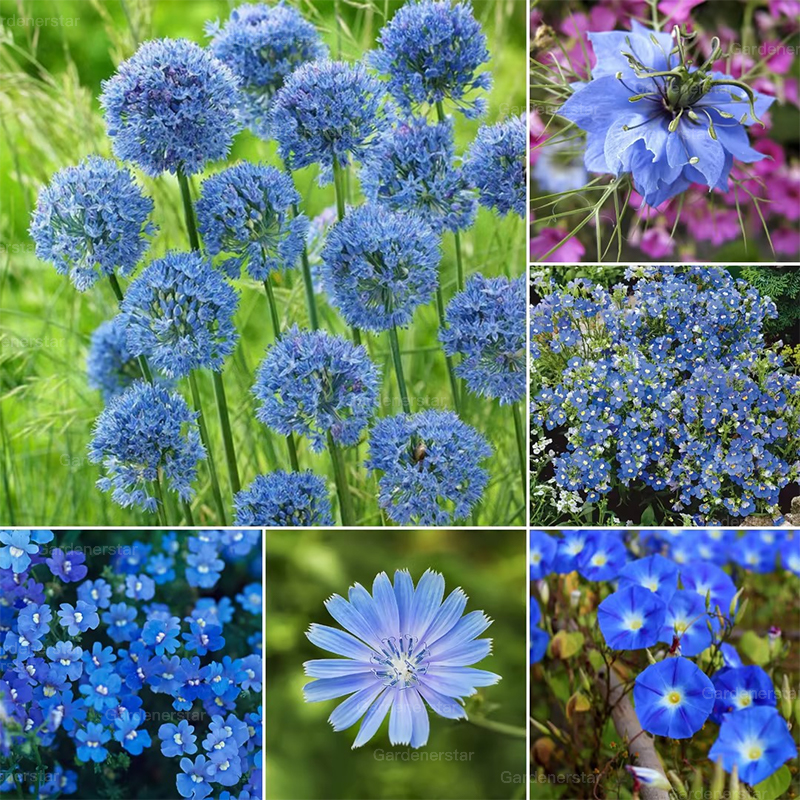 Exclusive Blue Wildflower Seed Mix