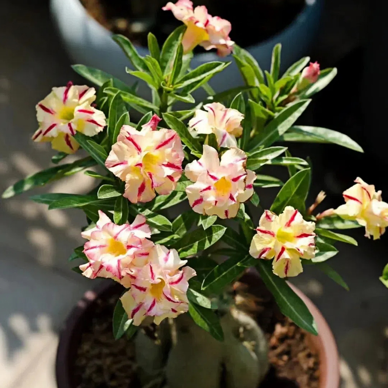🌵🌹 Dive into Desert Beauty: Desert Rose Seeds for Your Tranquil Haven!-Various Colors🌱Long Flowering Period 🏜️🌺