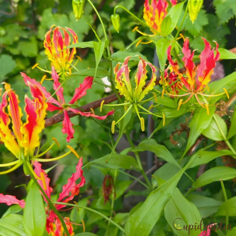 Gloriosa Lily-The Flame Lily