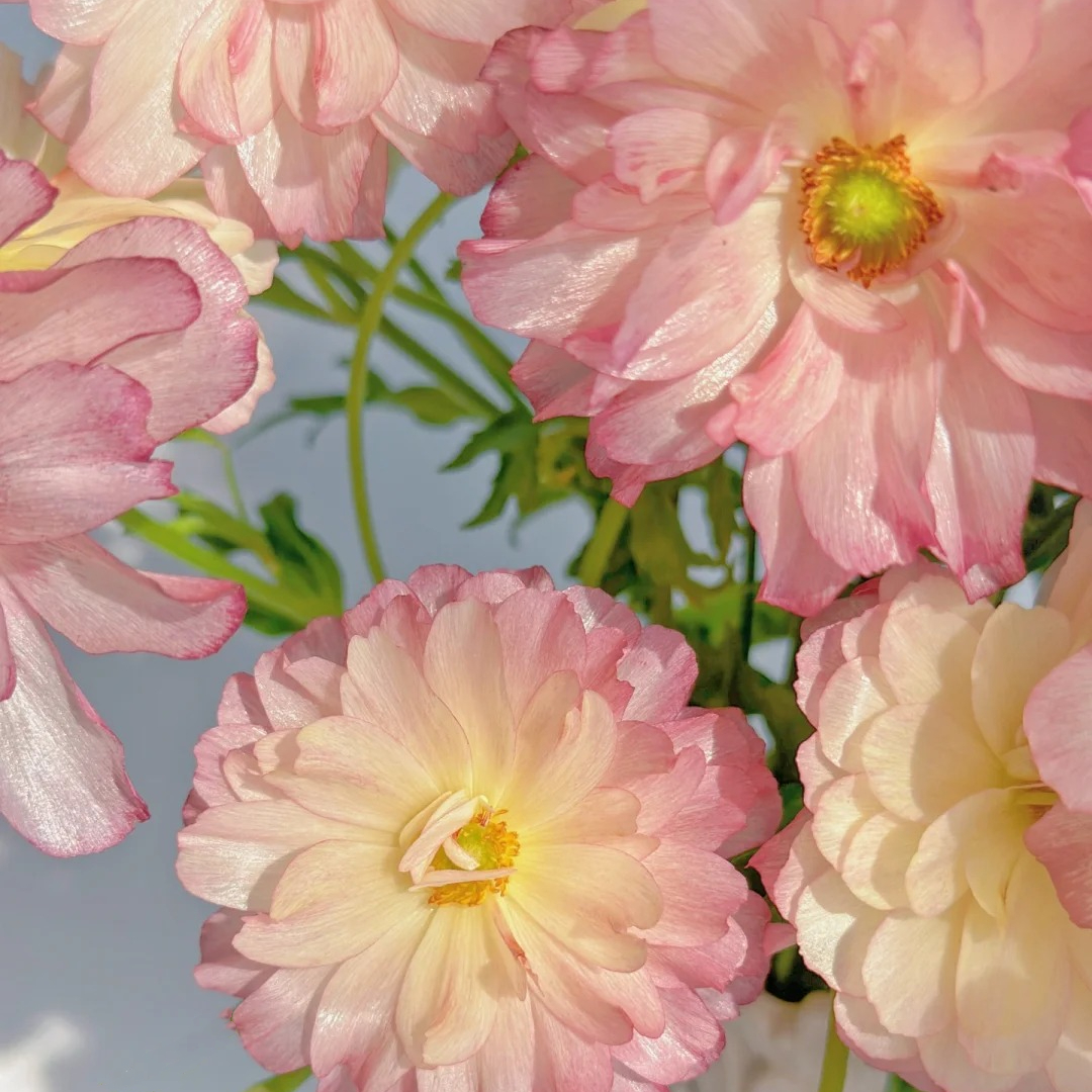 Multicolor Butterfly Ranunculus Seeds