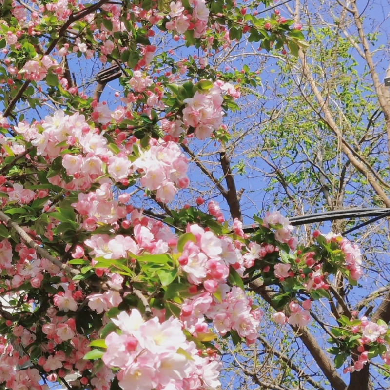 Malus × Kaido Seeds