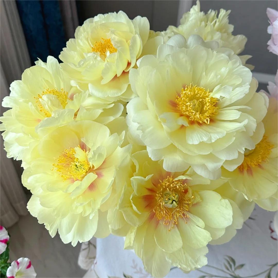 🌺Pfingstrose - Fee unter Blumen