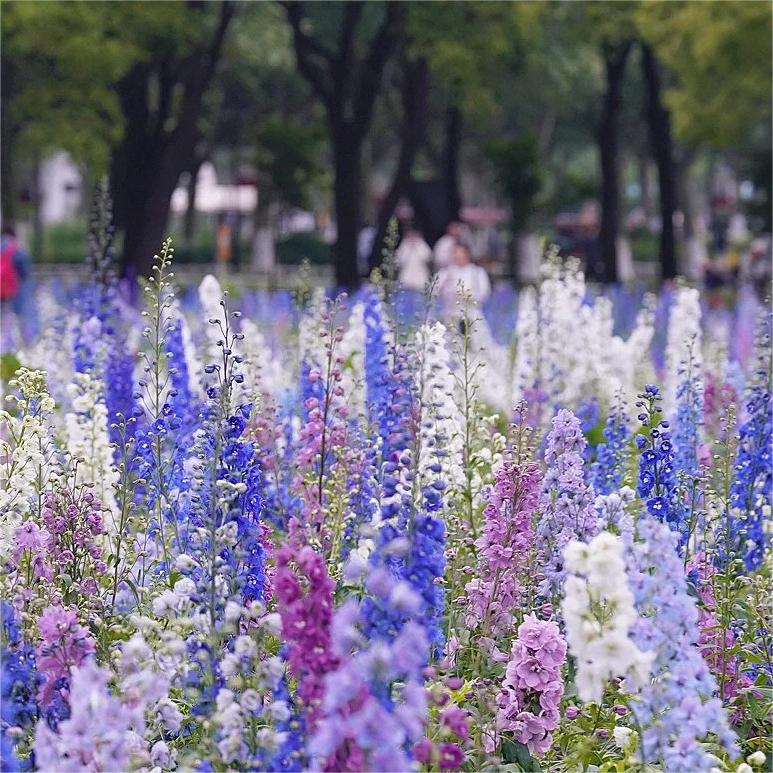 Delphinium Grandiflora Seeds