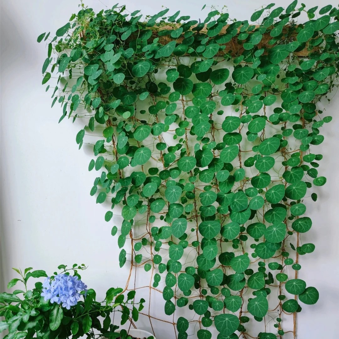 Stephania Erecta: Die stärkste Zimmerpflanze für Faule