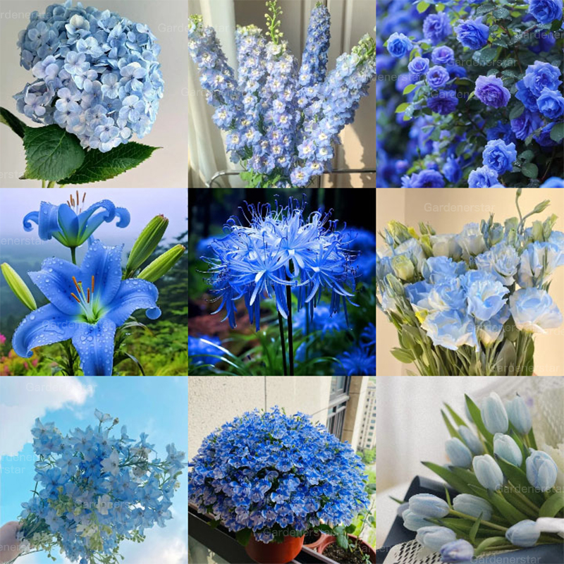 Exclusive Blue Wildflower Seed Mix