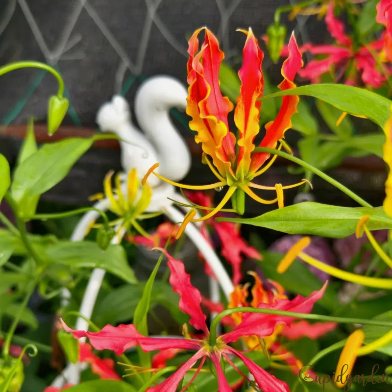 Gloriosa Lily-The Flame Lily