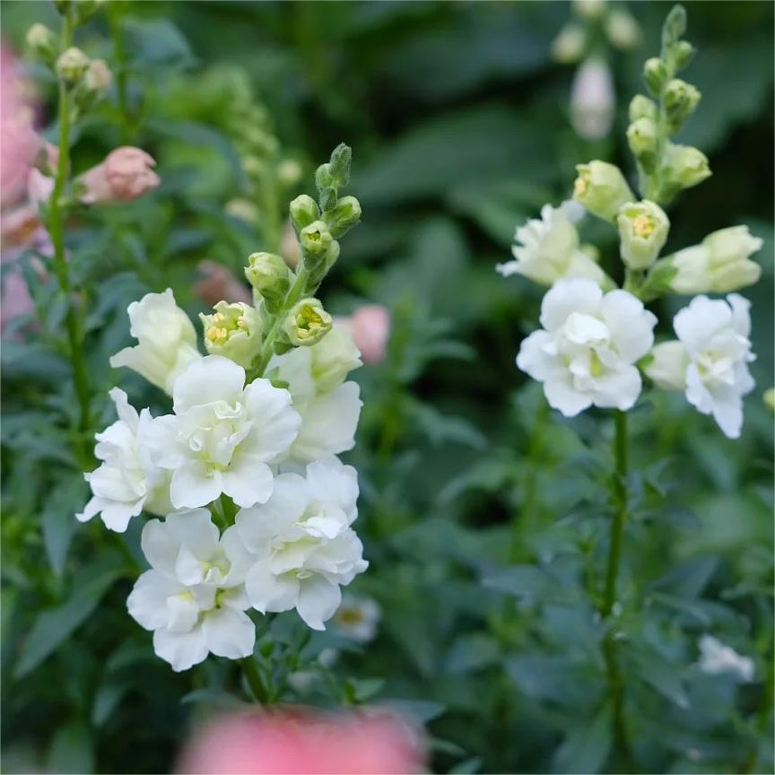 Snapdragon