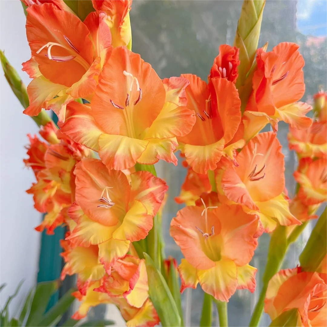 Gladiole
