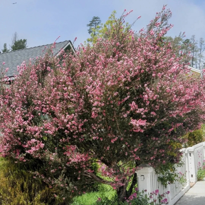 Leptospermum Scoparium Seeds