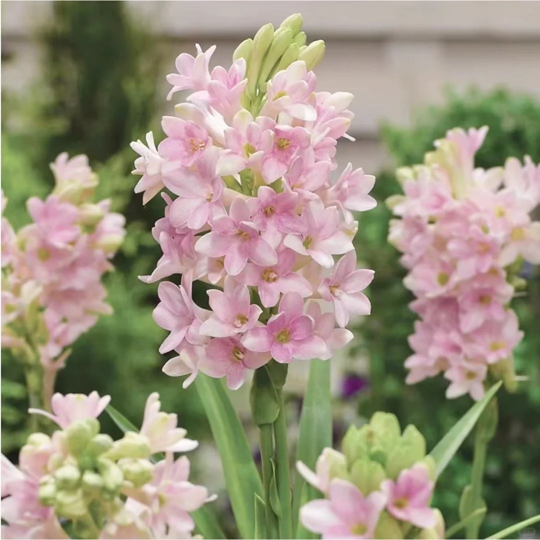 Tuberose-Queen of the Night✨Flower Perfume