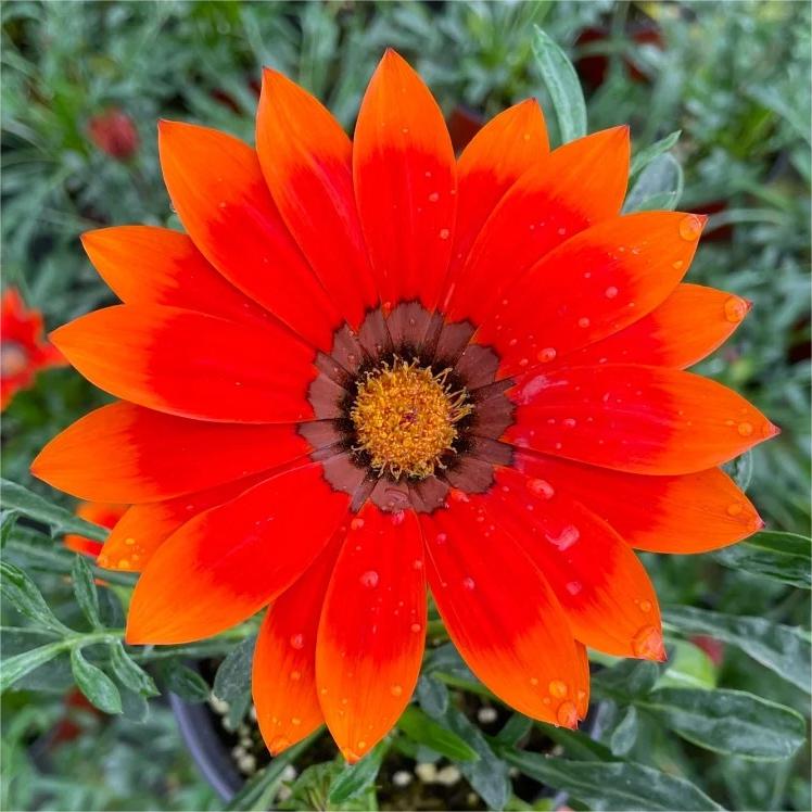 🏅Medal Chrysanthemum