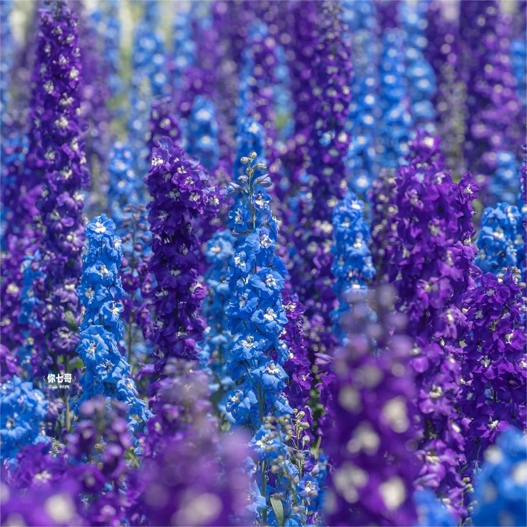 Delphinium Grandiflora Seeds
