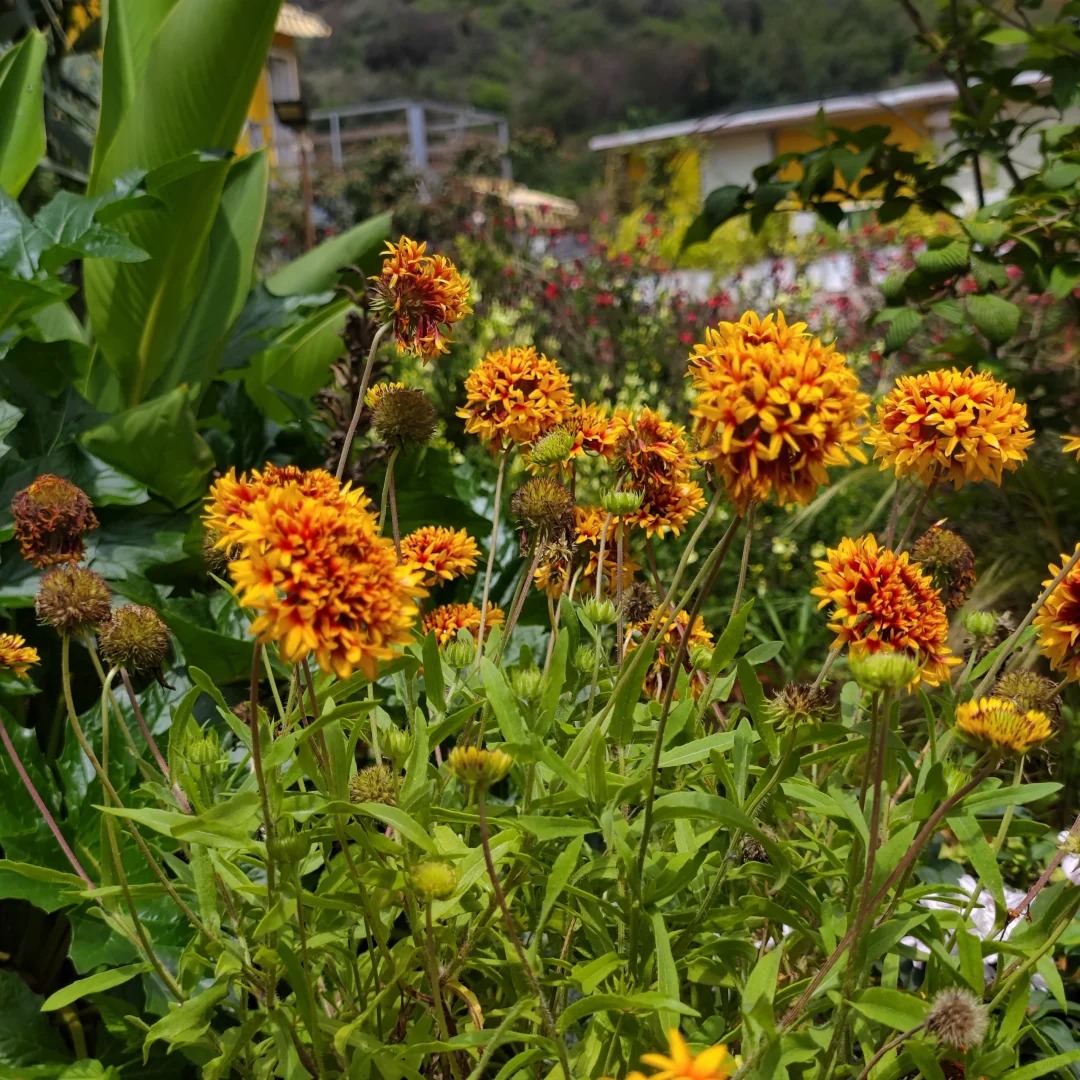 Gaillardia pulchella 'Picta'