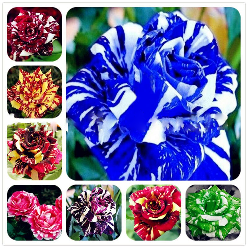 Exotic Colorful Rose Seeds Rare Variety