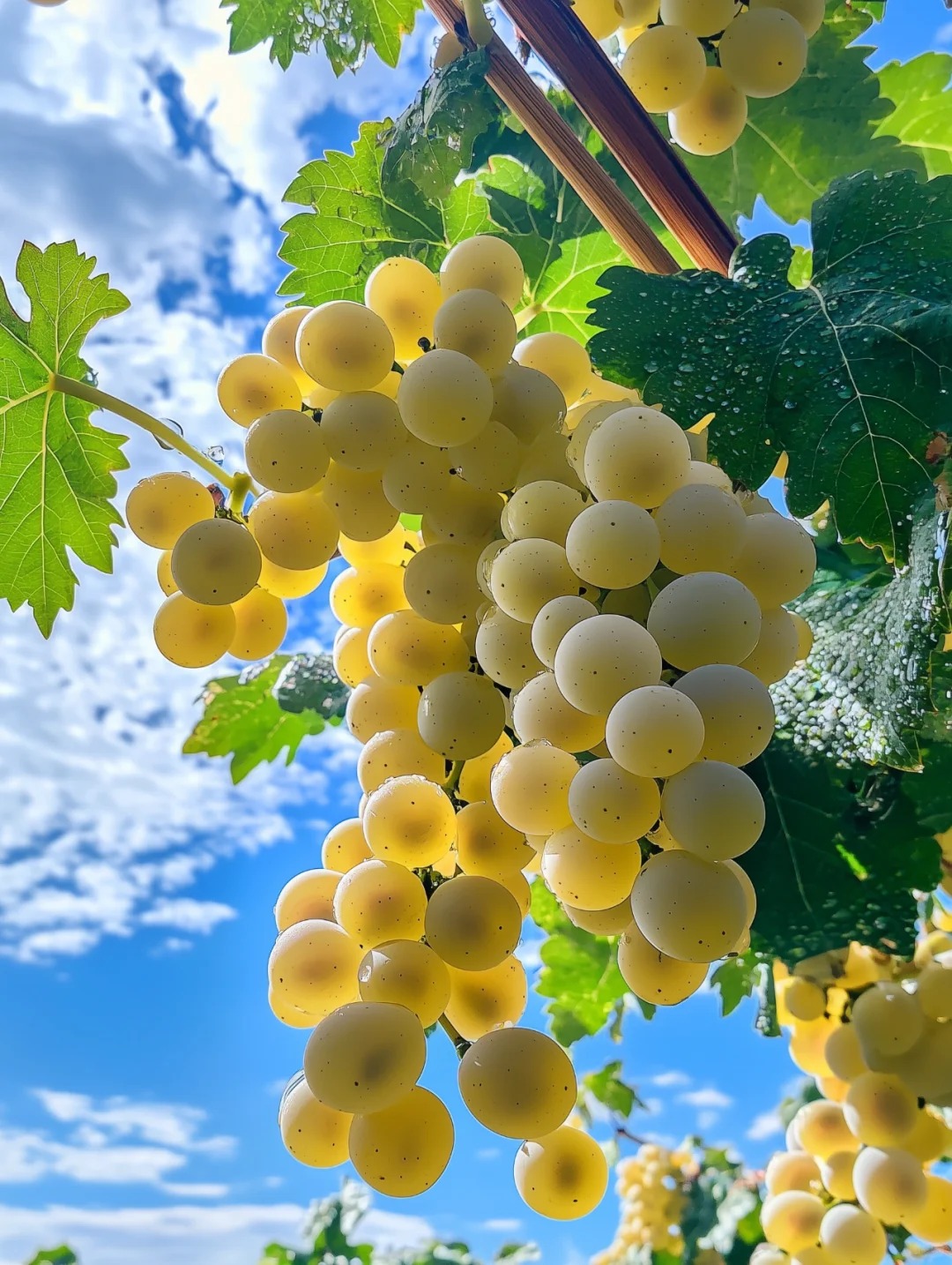 High yield waterfall golden grapes