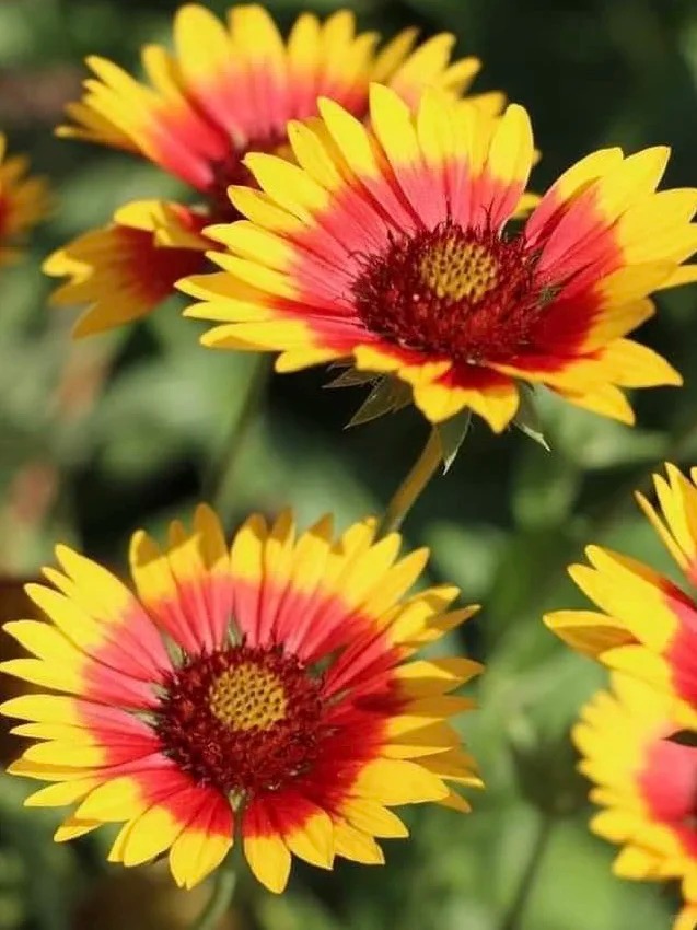 🔥Celestial daisy - a flower like a flame