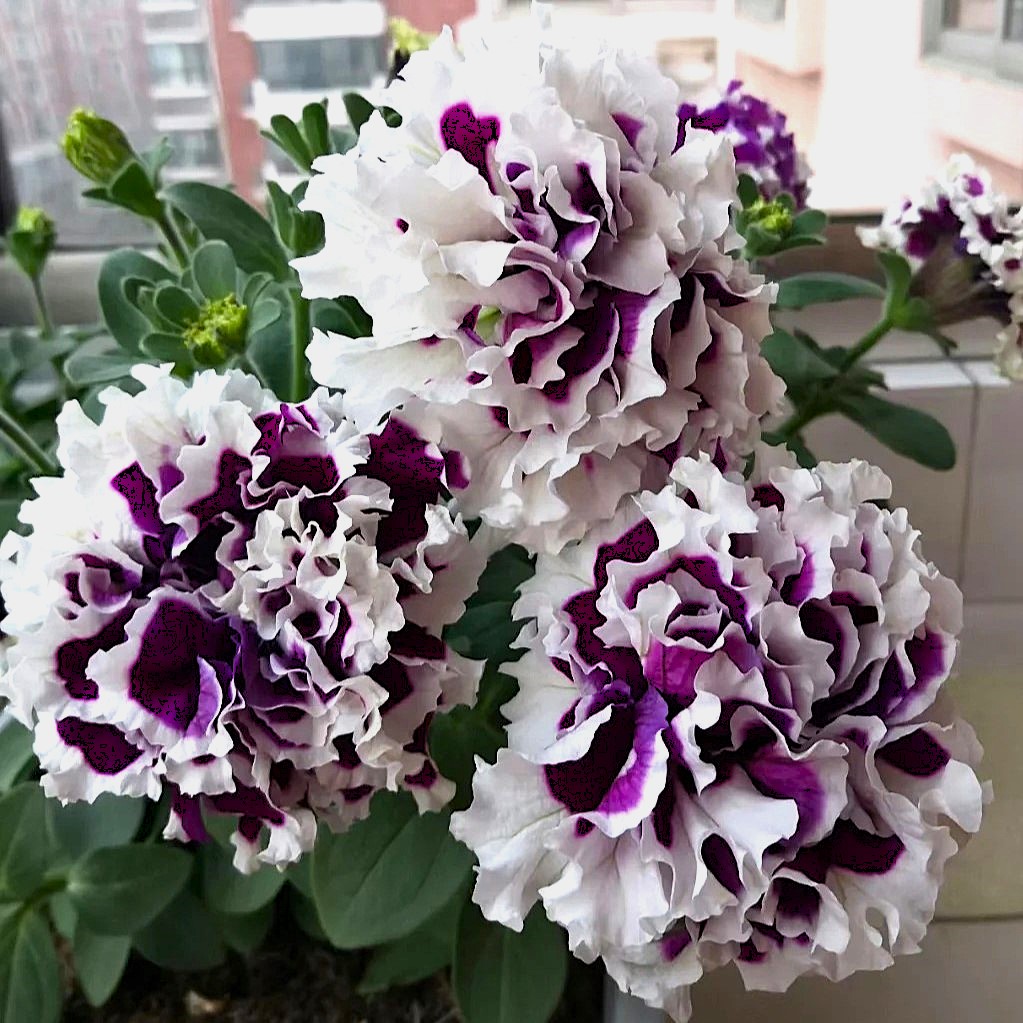 Petunia Seeds, Double Pirouette Purple F1