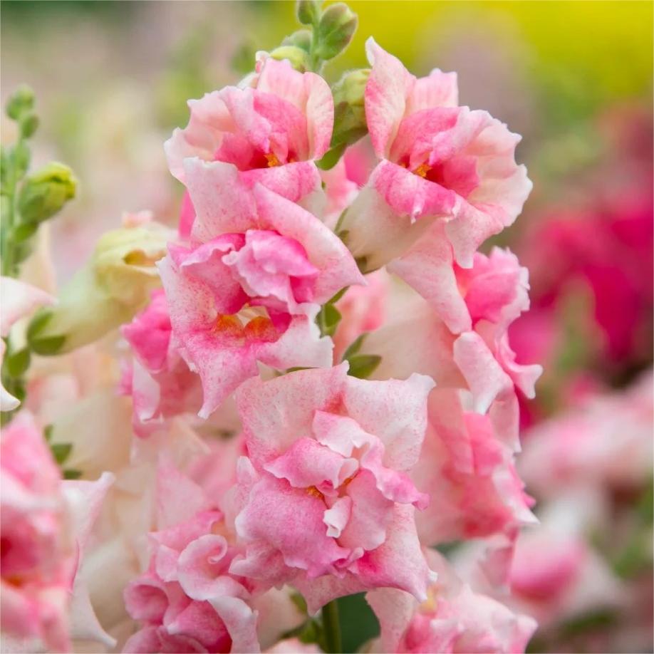 Snapdragon