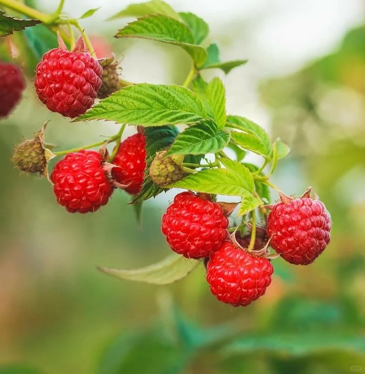 Everbearing Raspberry Organic Natural Seeds