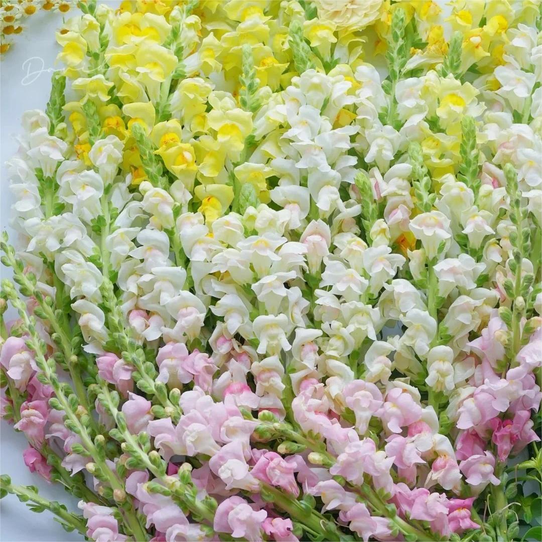 Snapdragon