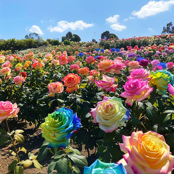 Colorful Roses - Flowers of Good Luck