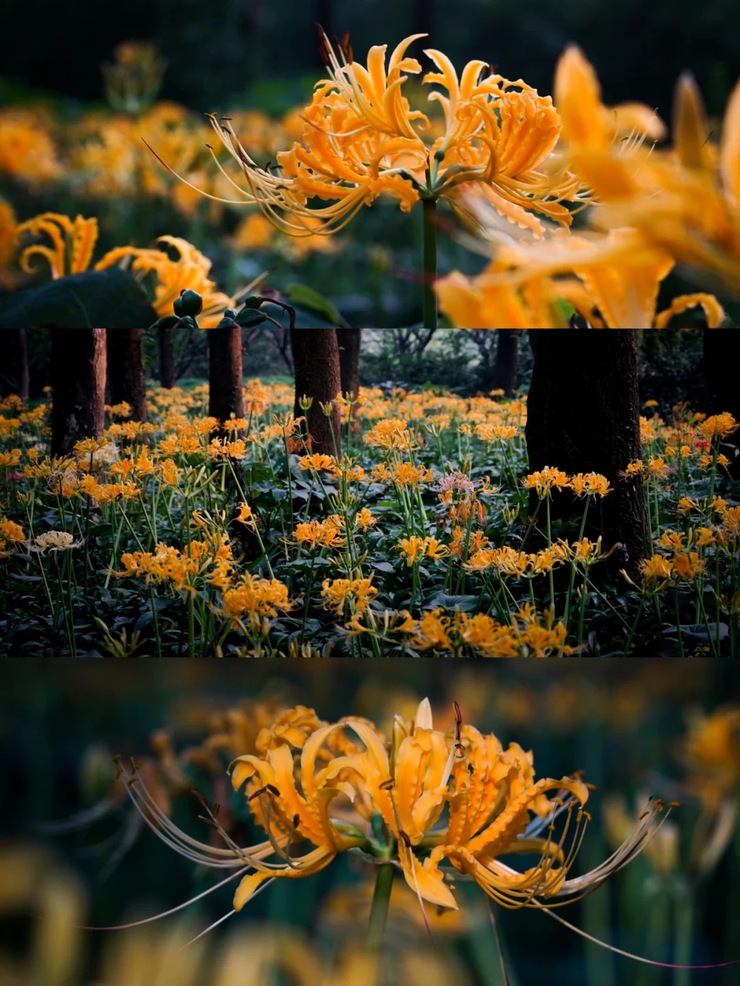 Higanbana Spider Lily Equinox Flower Bulbs