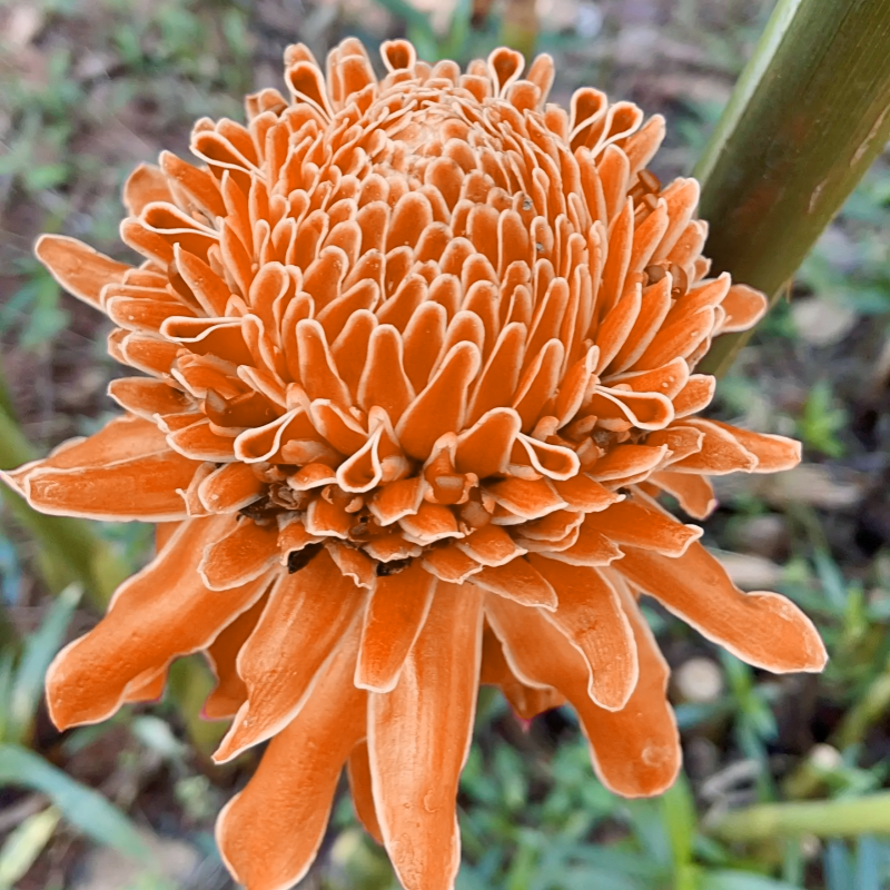 🌹✨ Bulbos de rosas de porcelana eterna 🌸💎— "Donde la elegancia se encuentra con la belleza eterna" 🏡✨