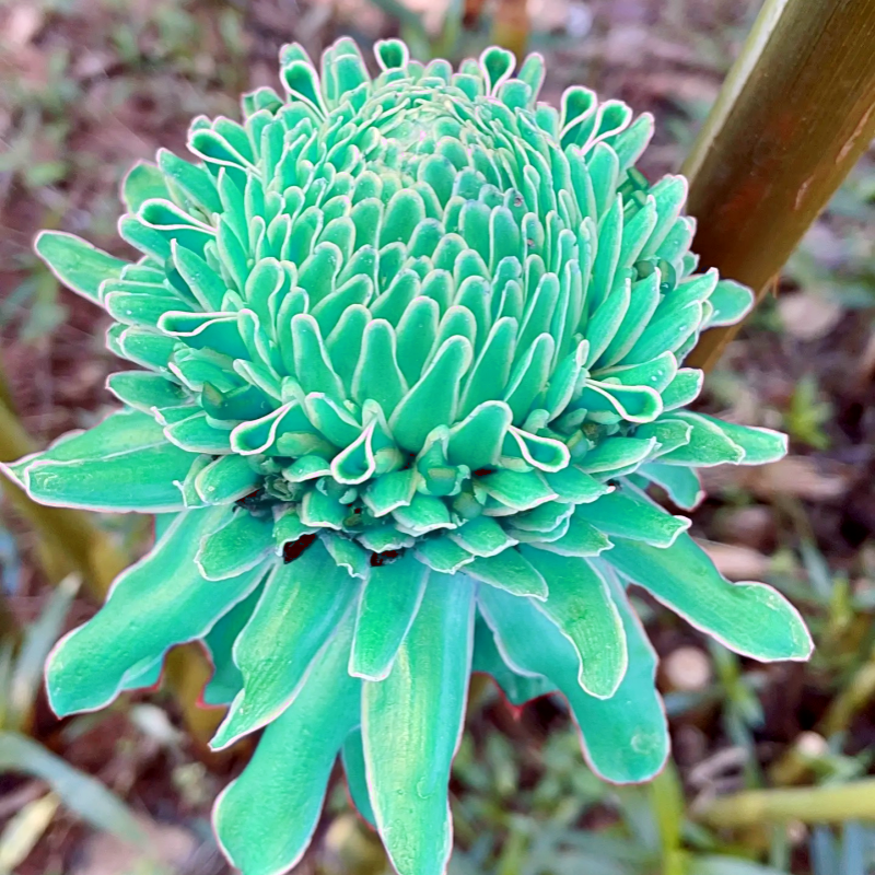 🌹✨ Bulbos de rosas de porcelana eterna 🌸💎— "Donde la elegancia se encuentra con la belleza eterna" 🏡✨