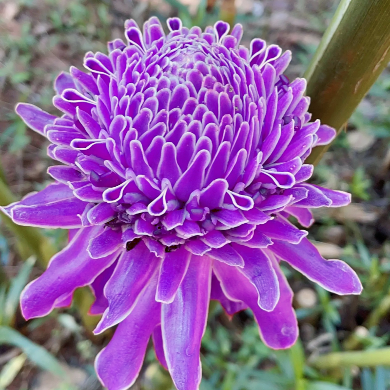 🌹✨ Bulbos de rosas de porcelana eterna 🌸💎— "Donde la elegancia se encuentra con la belleza eterna" 🏡✨