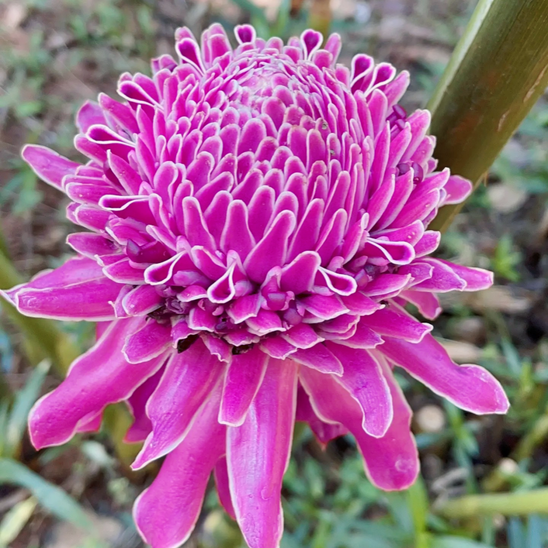 🌹✨ Bulbos de rosas de porcelana eterna 🌸💎— "Donde la elegancia se encuentra con la belleza eterna" 🏡✨