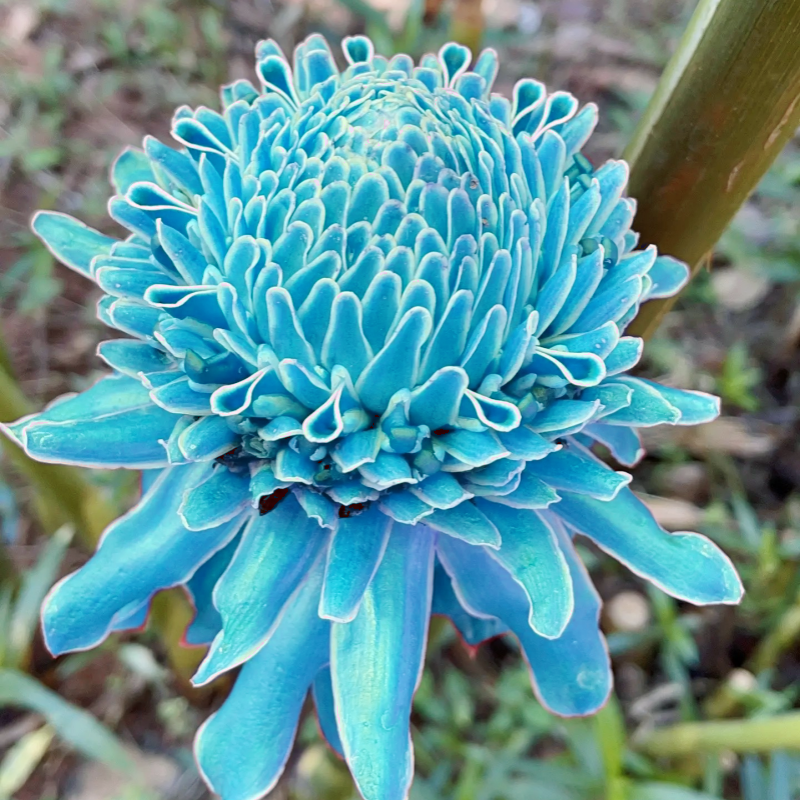 🌹✨ Bulbos de rosas de porcelana eterna 🌸💎— "Donde la elegancia se encuentra con la belleza eterna" 🏡✨