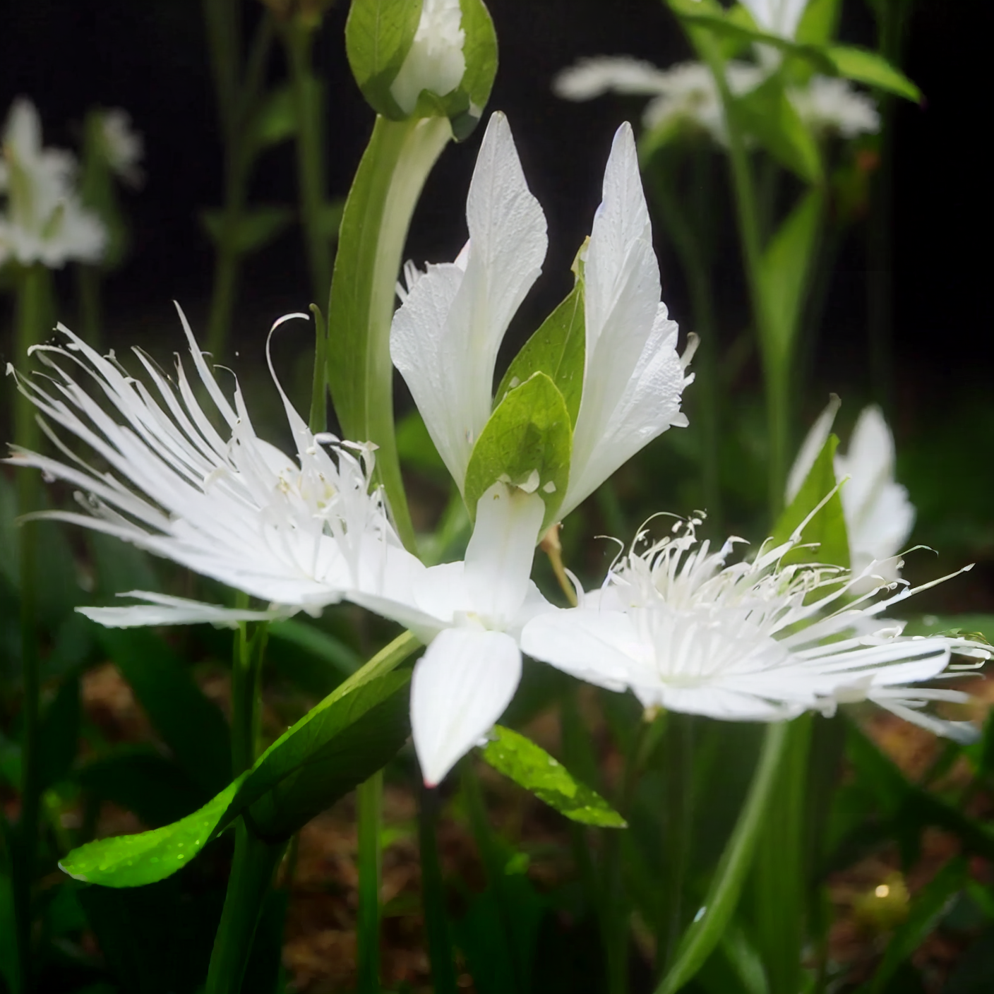 White Crane Orchid (Calanthe triplicata) Flower Seeds