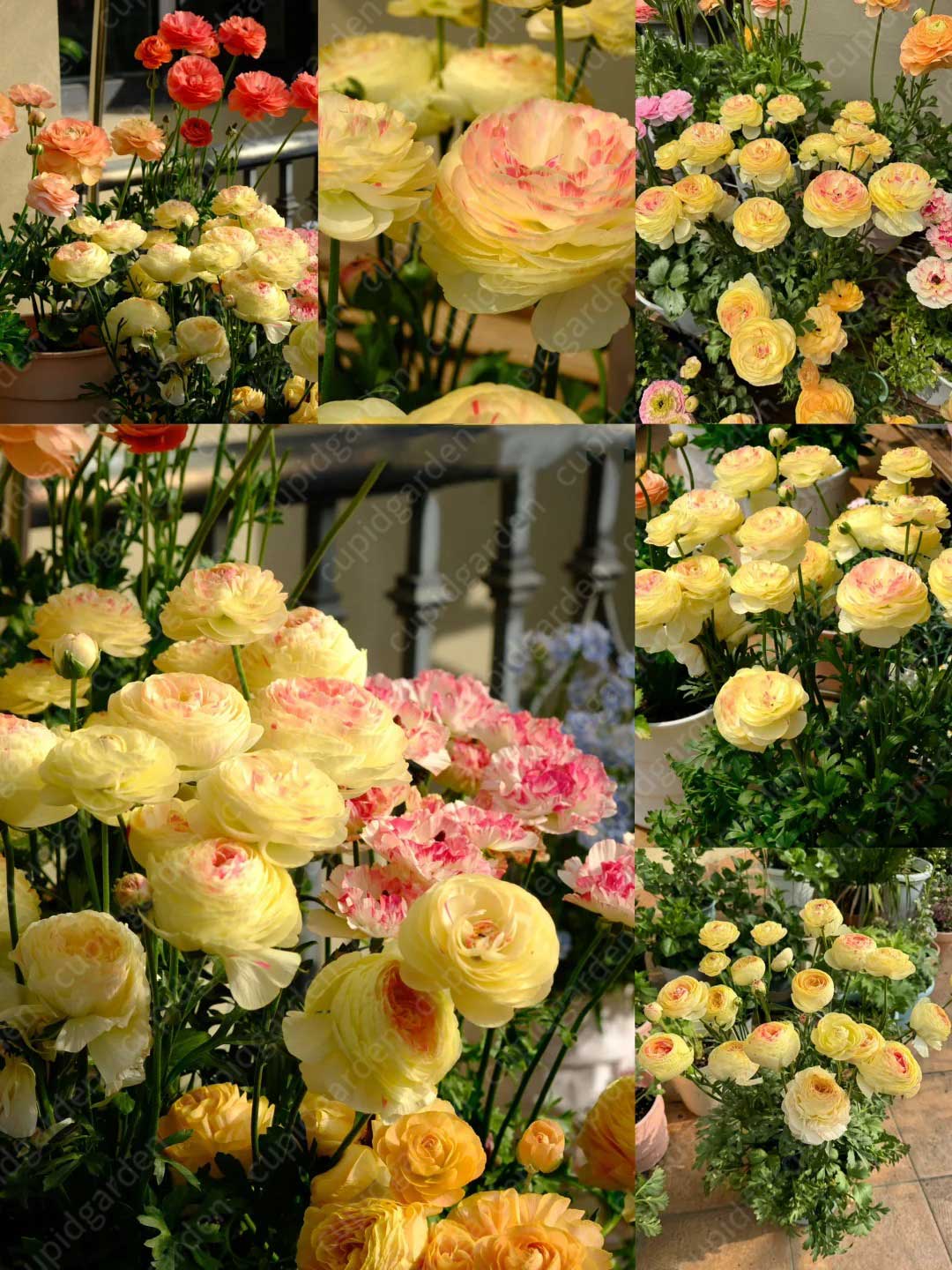 Ranunculus Bulbs - Hydra