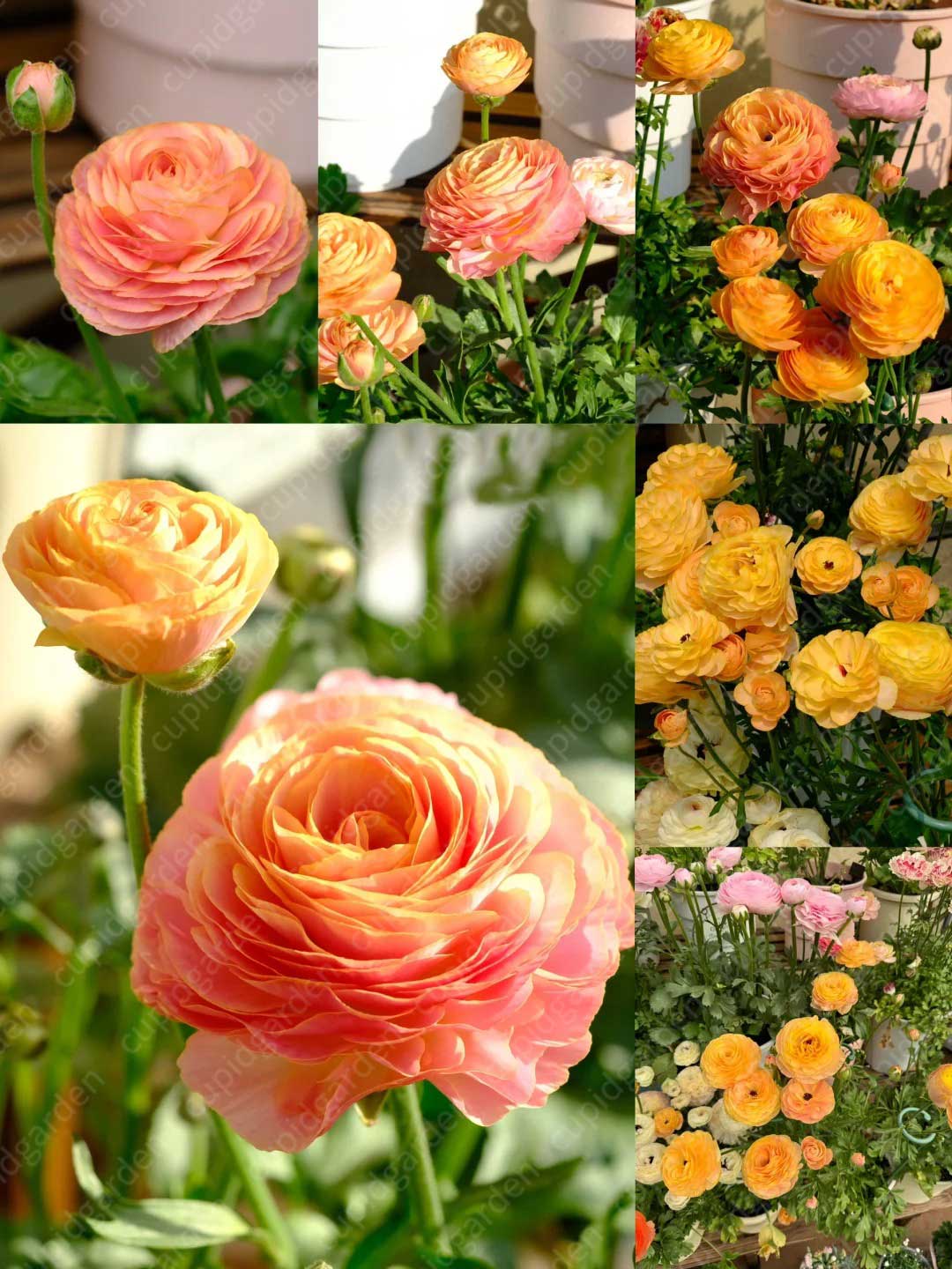 Ranunculus Nohant