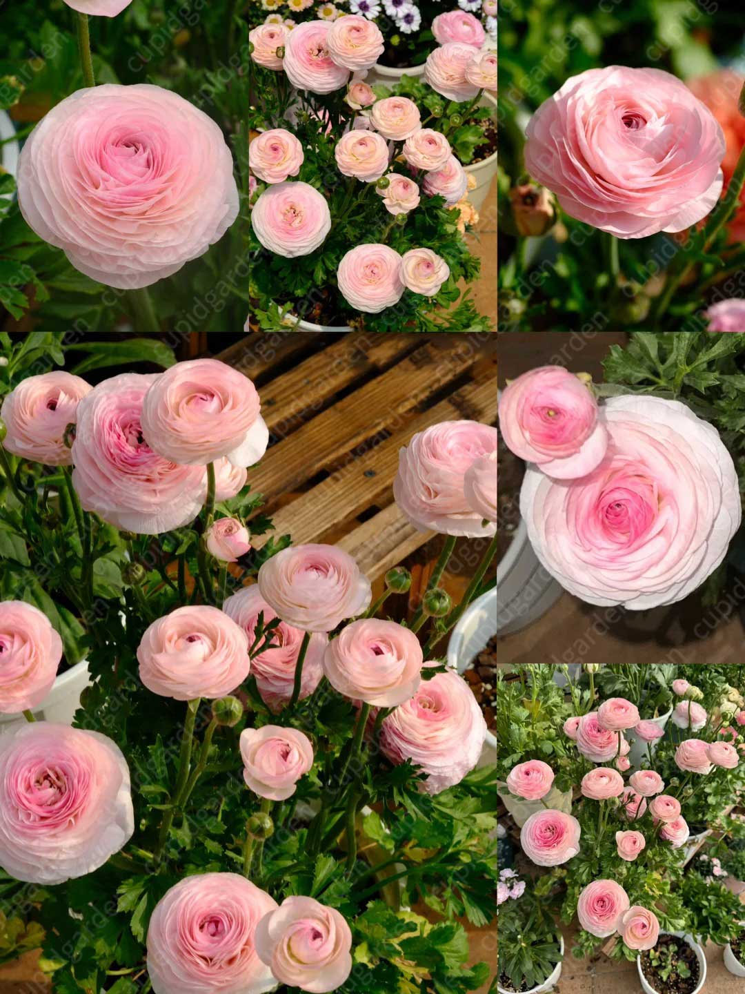 Ranunculus Bulbs - Seine