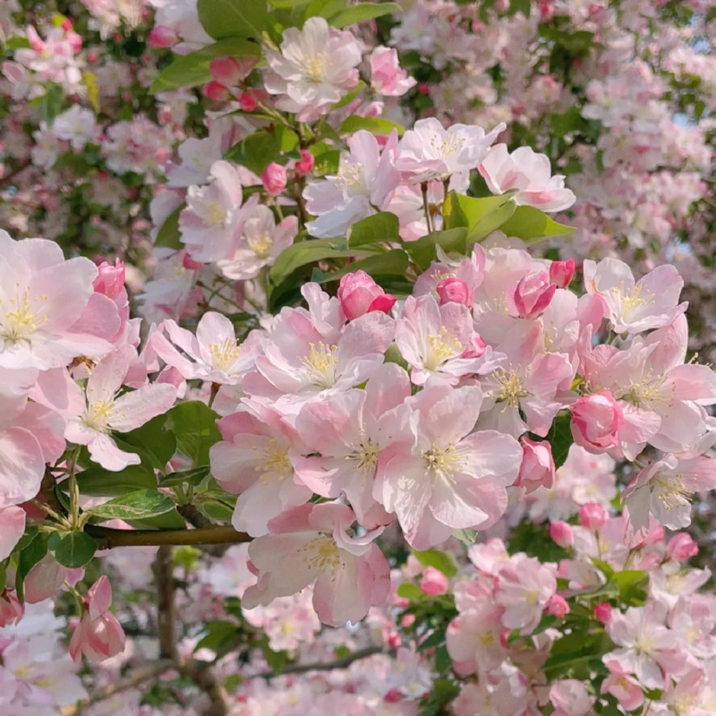 Malus × Kaido Seeds