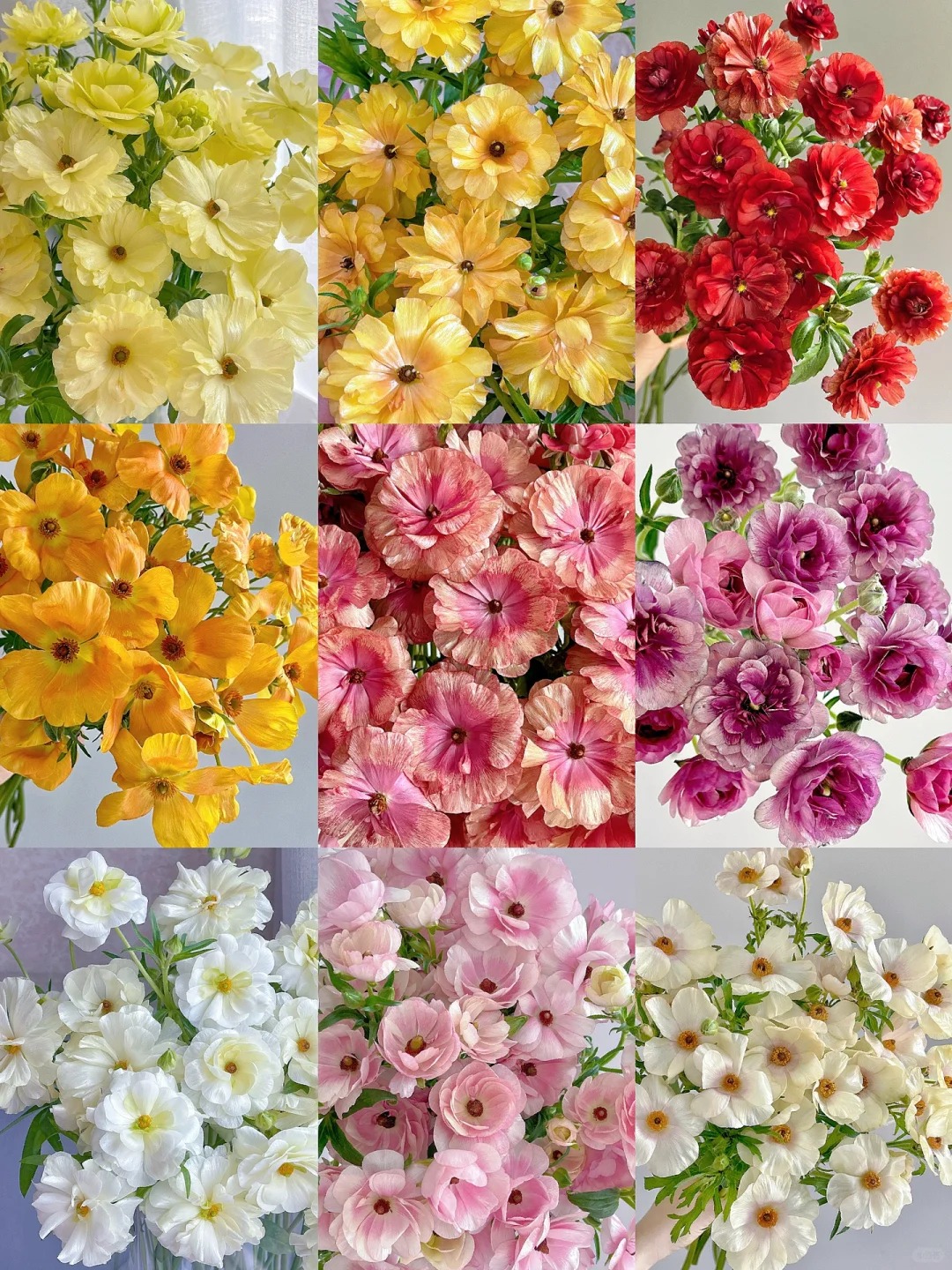 Multicolor Butterfly Ranunculus Seeds