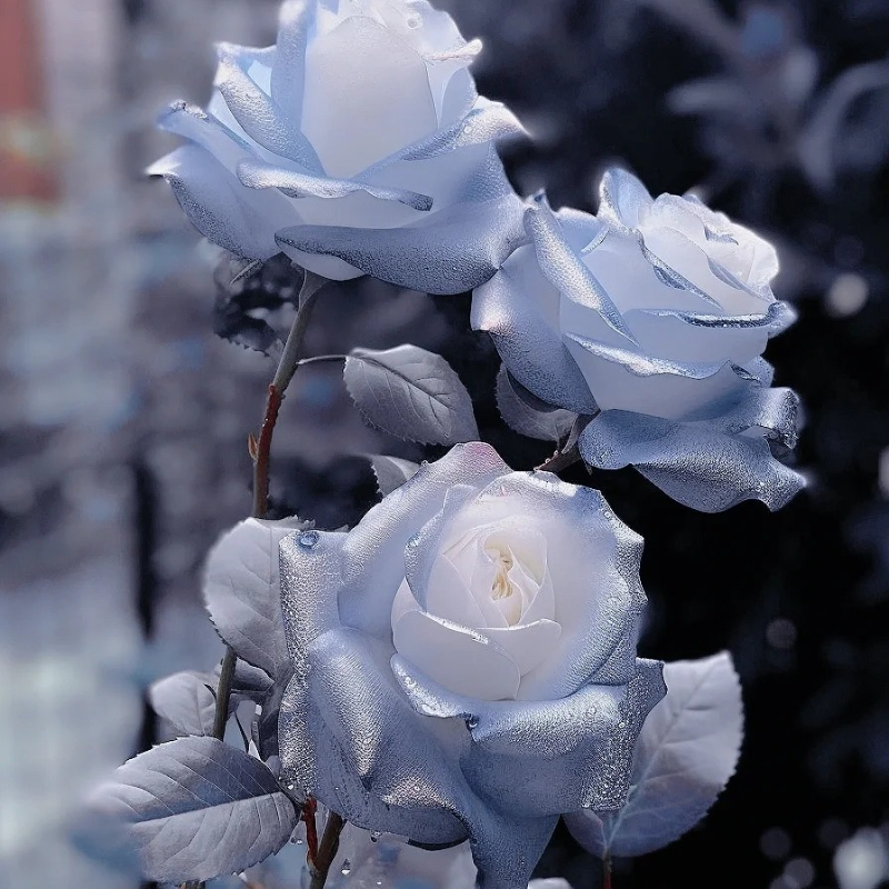 Rare Blue Chill Rose Seeds