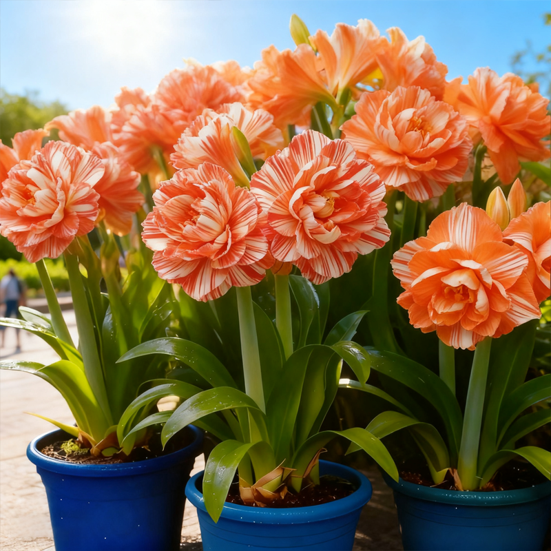 🌺 Rare double daffodil bulbs – Symbol of Hope & Good Fortune