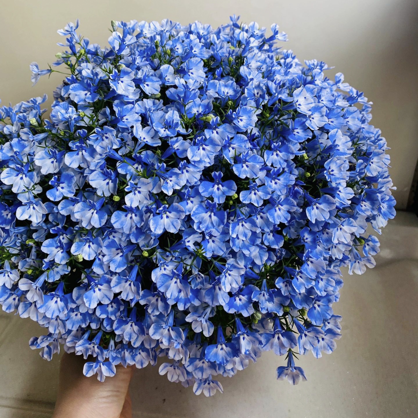 Lobelia Seeds - One of the best edging plants